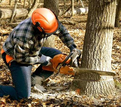 Tree Removal in Edna, TX
